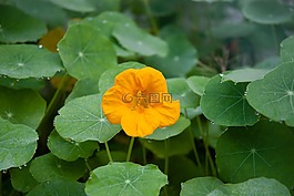 焊菜屬的植物,花,露水