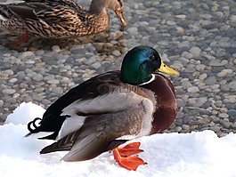 鴨,鳥,飛