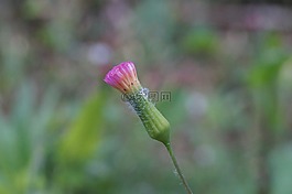 宏花,花附近,粉紅色的花