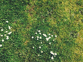 草,雛菊,鮮花