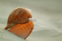 外殼,殼,蝸牛
