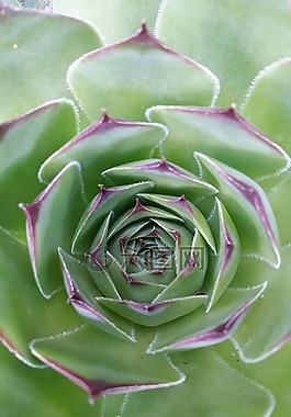 仙人掌,多汁,植物區(qū)系