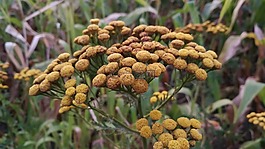 鮮花,ucrain,自然