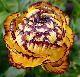 花,茛,毛茛