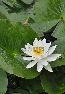 蓮花,鮮花,水