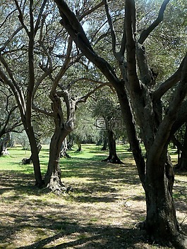 橄欖樹,公園,亞得里亞海海岸