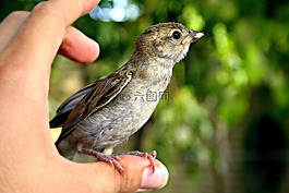 鳥,動物,手