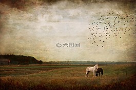 馬,動(dòng)物,哺乳動(dòng)物