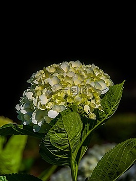 繡球花,美麗的花朵,天性