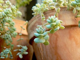 多肉植物,綠色,花園