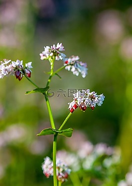 特寫,天性,美麗的照片