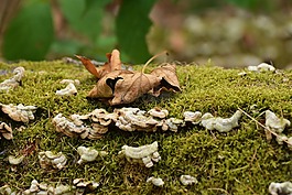 秋葉,秋,樹真菌