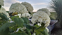 八仙花,rispenhortsensie,草