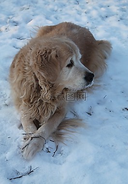 雪,狗,冷