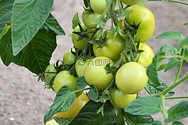蕃茄,穗,綠色