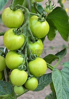 蕃茄,穗,綠色
