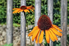 松果菊,草本開花植物,太陽帽子