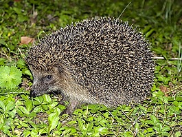 刺猬,動物,花園