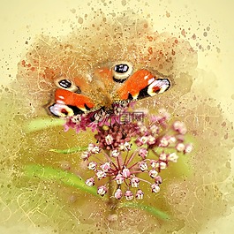 蝴蝶,昆蟲,孔雀蝴蝶