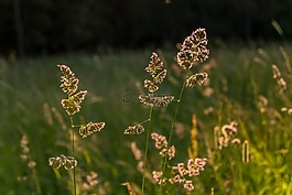 宏,美麗,草