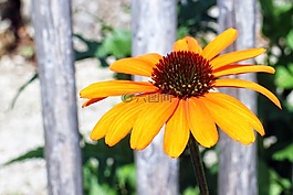 松果菊,草本開花植物,太陽帽子