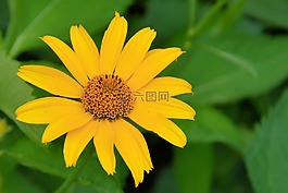 太陽花,開花,黃色