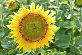 太陽花,開花,黃色