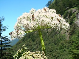 蜜蜂,宏,牧草