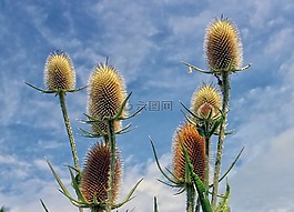 薊,edeldistel,廠