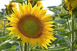 太陽花,開花,黃色