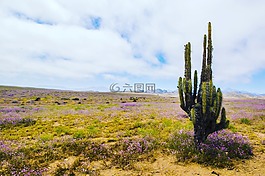 仙人掌,開花沙漠,鮮花