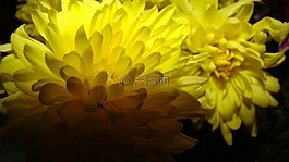 花,黃色,性質(zhì)