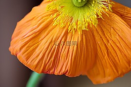 罌粟,是罌粟,開(kāi)花