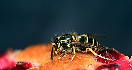 黃蜂,蛋糕,糕點(diǎn)