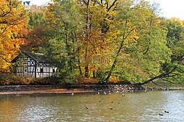 公園,秋季,樹木
