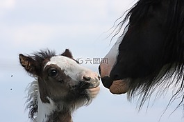 駒,馬,吉普賽人