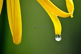 花,黃色,雨滴