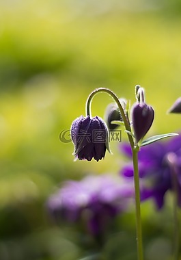 花,紫,開(kāi)花