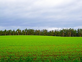 農(nóng)田凱爾德蘇格蘭,農(nóng)場(chǎng),農(nóng)業(yè)