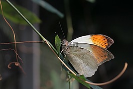 蝴蝶,大aurorafalter,hebomoia glaucippe