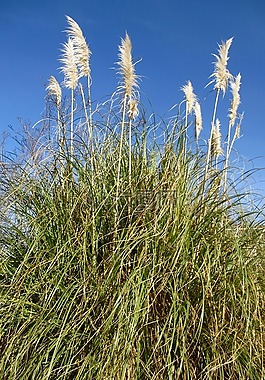 布什,植物,戶外