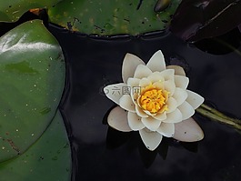 植物,花,水