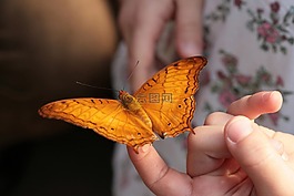 蝴蝶,热带蝴蝶,handzahm