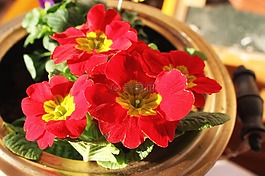 矮牽牛,紅色,鮮花