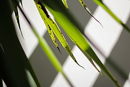 葉,光芒,光