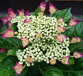 粉紅色,粉紅色的花,春