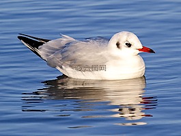 嘴鷗,海鷗,鳥