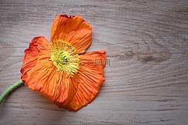 罌粟,是罌粟,開(kāi)花