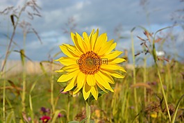 向日葵,黃色的花,太陽(yáng)