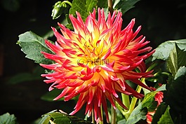 娇琴纱,georgine,复合材料